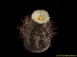 Astrophytum capricorne v. aureum 1651 